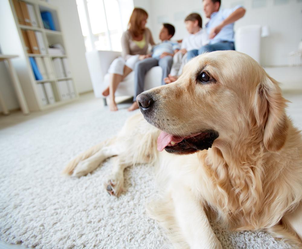 dog sits on ground by family on couch