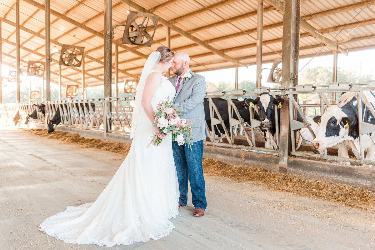 couple in wedding photo near cows