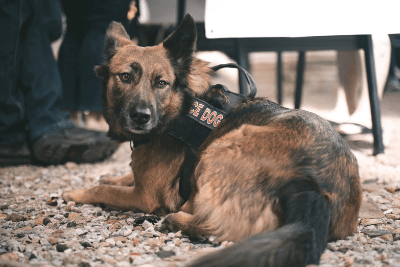 service dog lays on ground