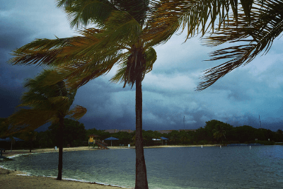 palm trees blowing near water with stormy sky
