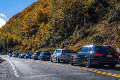 cars on road next to trees