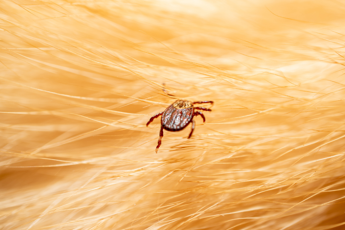 tick on dog hair