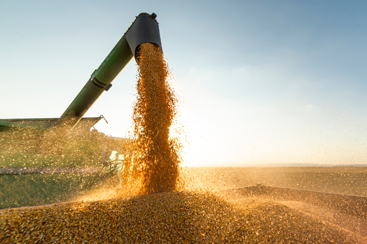 harvested corn