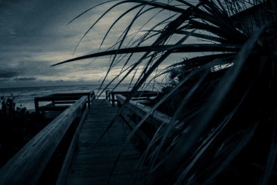blowing palm tree