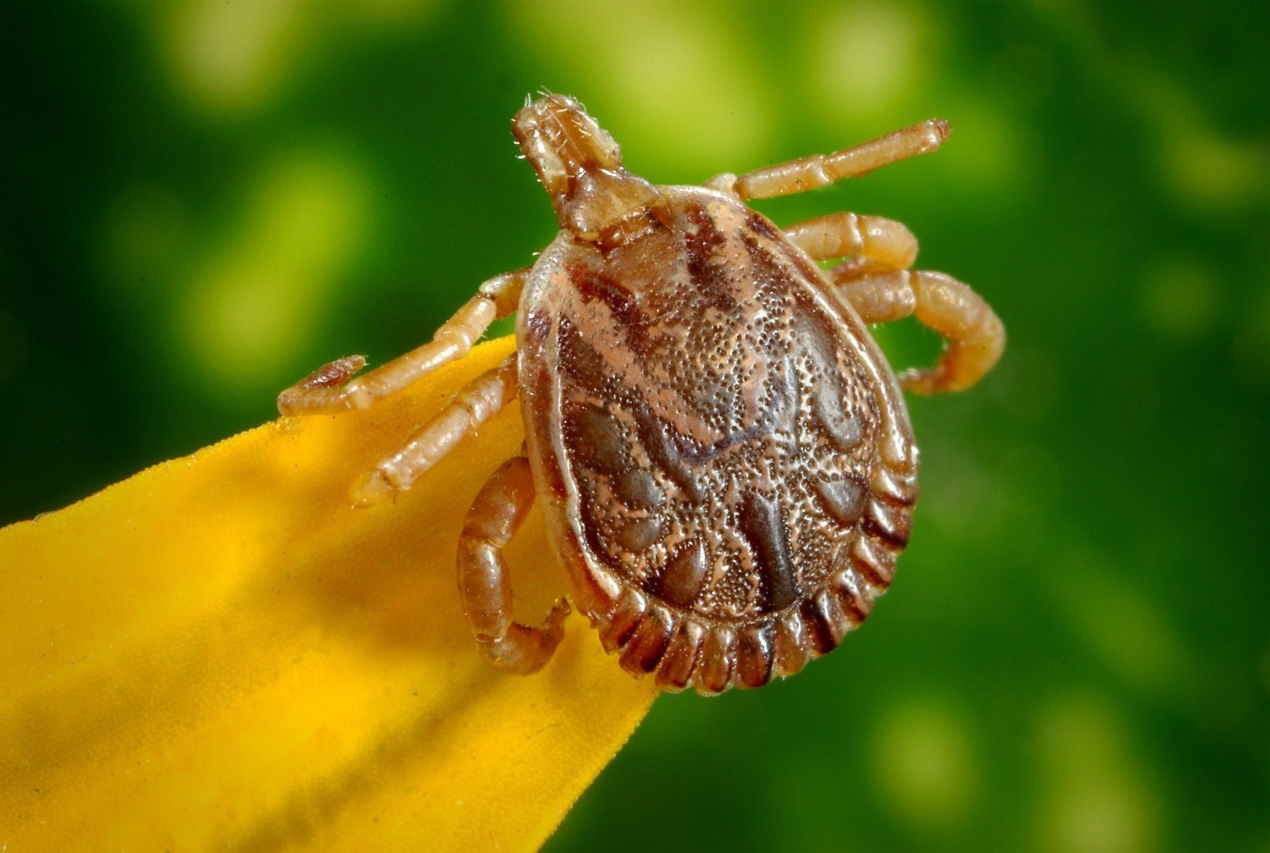 How to Survive Tick Season