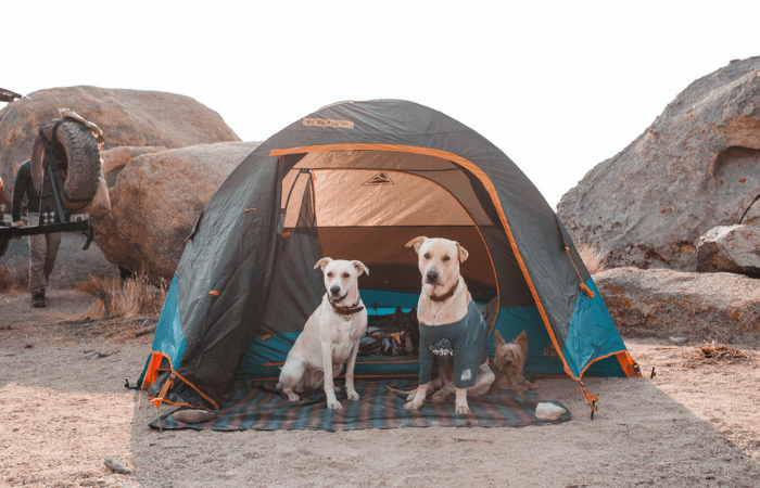 dogs sit under tent