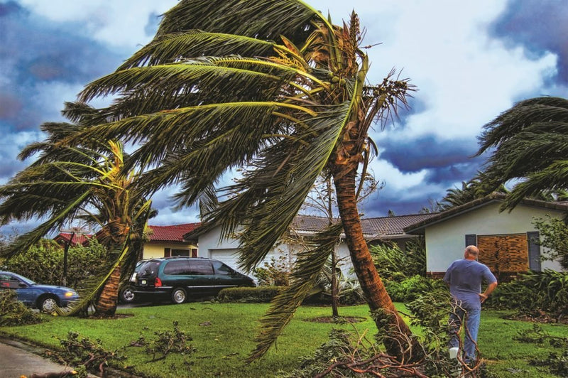 palm tree blows in wind