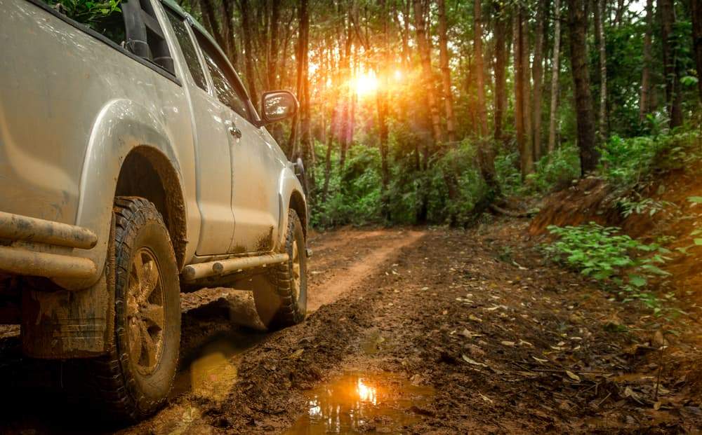car in forest