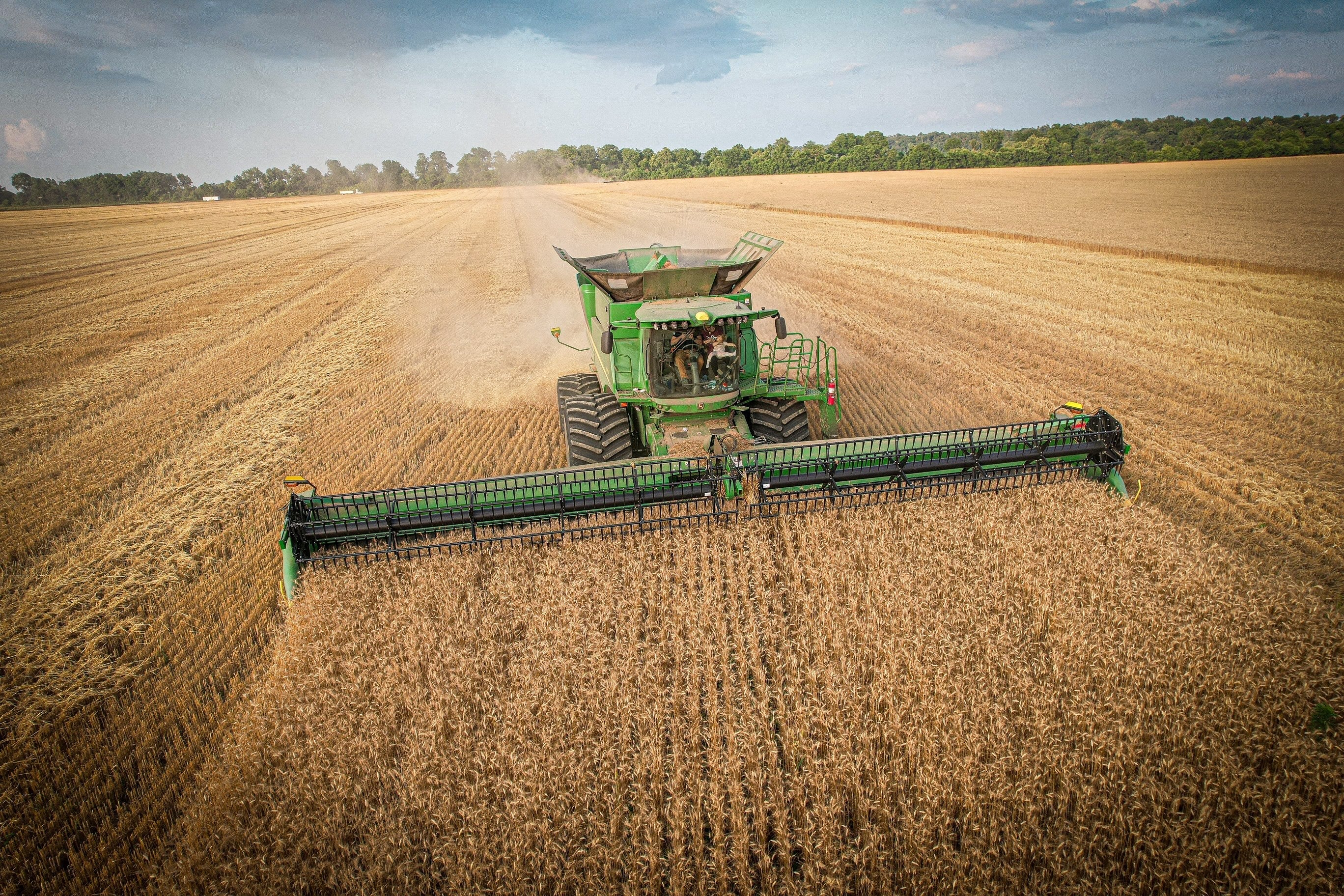 Combine harvesting corn in field