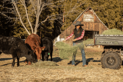 woman feeding hay to cows
