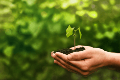hand holds plant