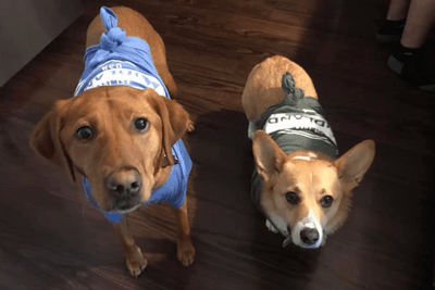 two dogs in Midland t shirts