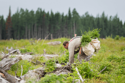 man works on trees near forest