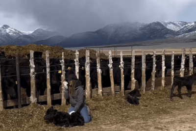 rancher tends to animals with mountains in background