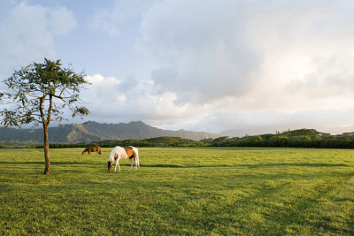 horses graze on Hawaii farm
