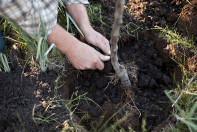 hands working in soil