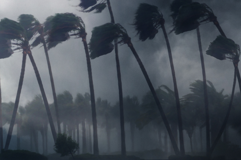 wind blowing palm trees
