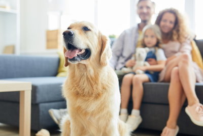 family dog sits on couch by family