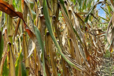 cornfield