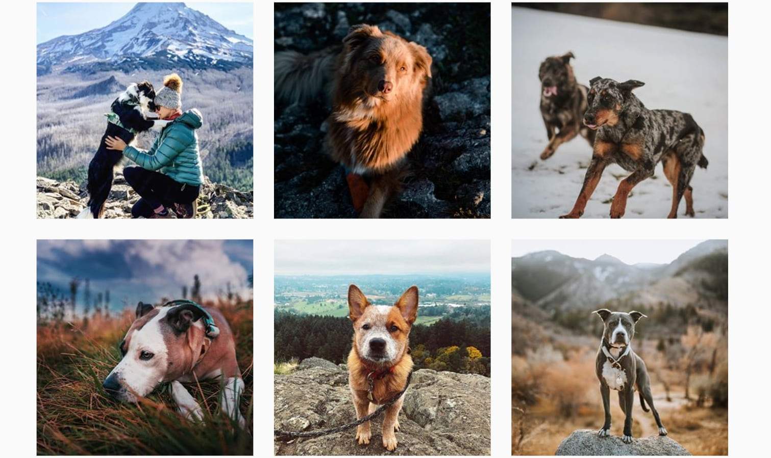 collage of adventure dogs